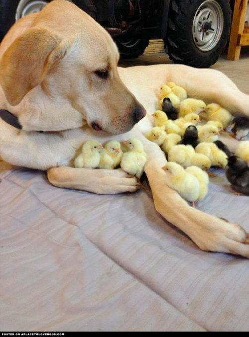 aplacetolovedogs: Kramer is an unconventional but loving doggy daddy to some adorable baby chicks!