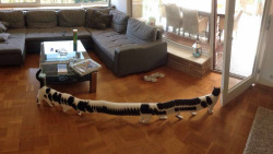 tastefullyoffensive:“I took a panoramic picture of our living room. But my cat decided to walk through.” -FallenCoffee