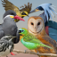 identifying-birds-in-postss