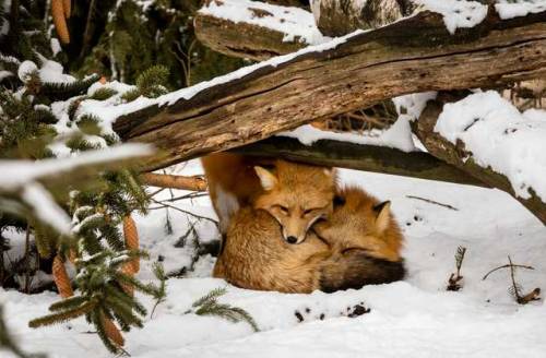 everythingfox: ❄ Photo by Arnold Matusz