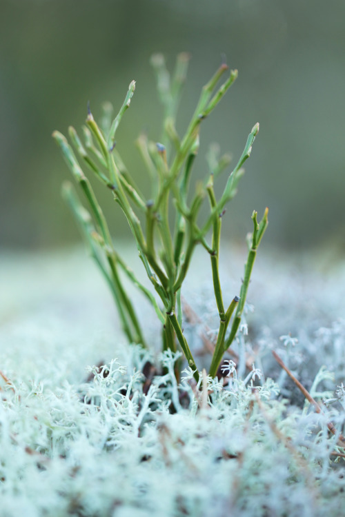 Bilberry (blåbär in Swedish) plant.From Wikipedia: In several European languages its name translates