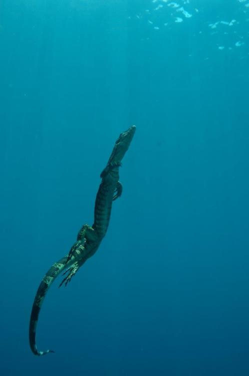 reptilesrevolution:Asian Water Monitor. 