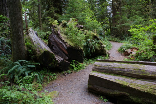 pnw-forest-side:Cutting through, because trees fall down - Quinault Rainforest Loop   Home❤️