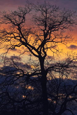 l0stship:mystic tree / by ChrisKropp Fotografie