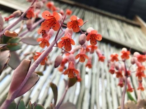 #FlowerFriday…My Kalanchoe fedtschenkoi are blooming, and in numbers! Native to Madagascar, they hav