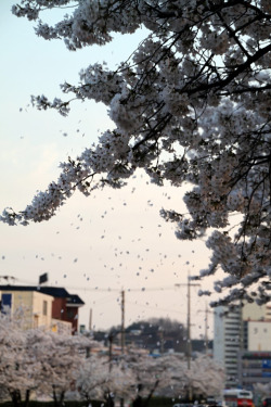 fuckyeahjapanandkorea:  Cherry Blossom (by sutiive) 