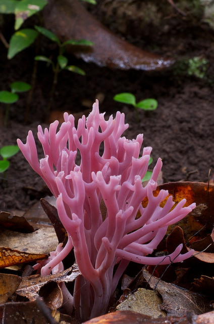 libutron:Clavaria zollingeri | ©Ken Beath   (Bola Creek, Royal NP, Australia)This coo