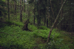 seidur:  Efter fröet kommer trädet gro. Swedish forests are so versatile. It never ceases to amaze me.