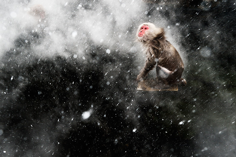 odditiesoflife:  The Best Wildlife Photography of 2013 The results of the 2013 Wildlife