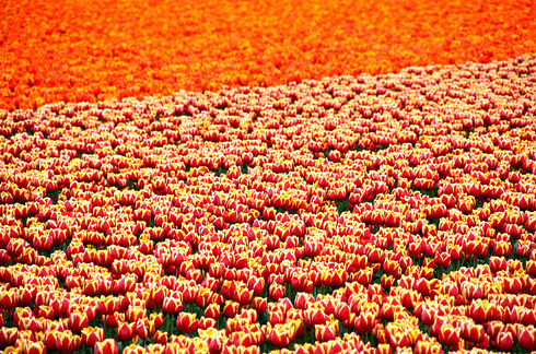 sixpenceee:  Dutch Flower Fields, NetherlandsSource: Flickr / Creative Commons /