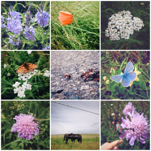 Wir haben eine Regenpause genutzt und sind durch die Natur spaziert bzw. hat sich spazieren fahren l