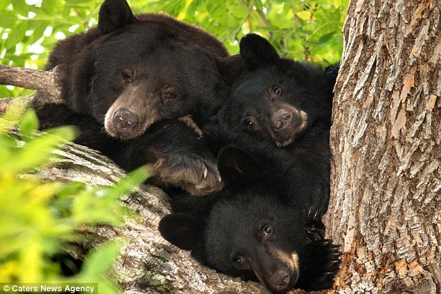 funnywildlife:  Bear mom &amp; two cubs were snapped sleeping in a tree by photographer