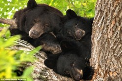 funnywildlife:  Bear mom &amp; two cubs were snapped sleeping in a tree by photographer Amy Vankanan