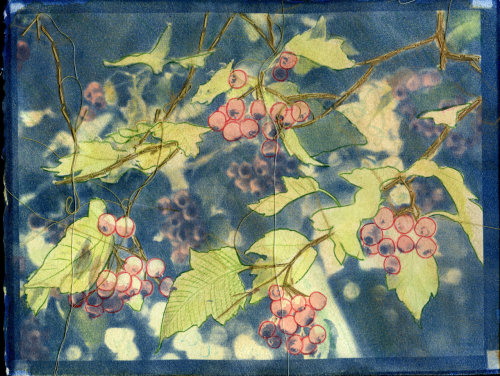 2011
Watercolor and thread over cyanotype