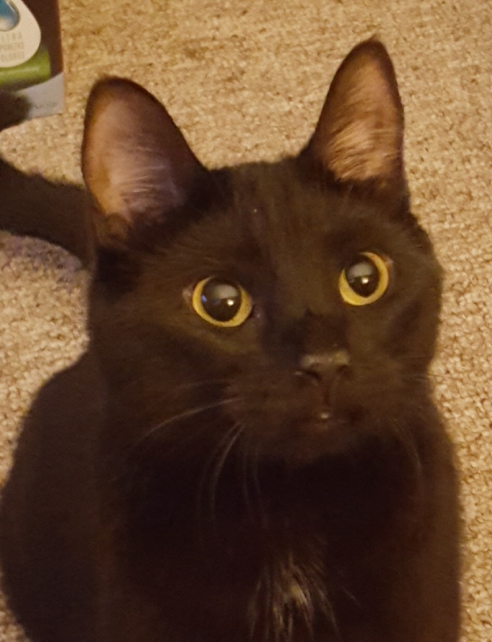 sasstielwinchester:  acegodzilla:  acegodzilla: my friend and i are watching their sister’s cat and he likes to play fetch with the rings off of milk jugs he wait   @ilivebysunlovebymoon is it just me or does this cat look exactly like Hallow??? 