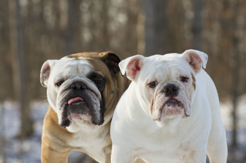 English Bulldog Love adult photos