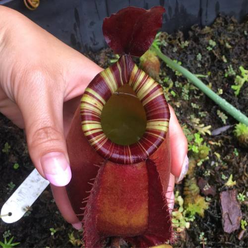 Nepenthes Rafflesiana x Ampullaria &lsquo;Black Beauty&rsquo; #nepenthes #ampullaria #raffle