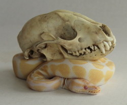 reptilianbitch:  High white albino ball python