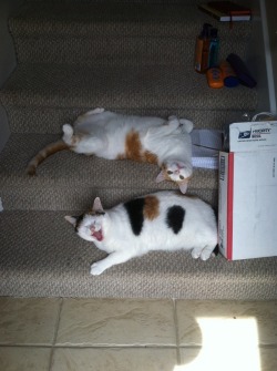 corporation-cats:  Cheddar (top) thinks he’s