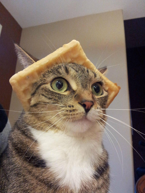 tastefullyoffensive:  Majestic Wafflecat [x]