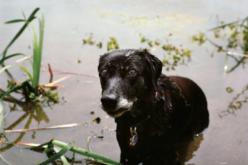 mymodernmet:In 2011, Dutch photographer Charlotte Dumas embarked on a quest to locate the last sur