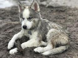 awwww-cute:  A very serious beach bum. (Source: http://ift.tt/2vkTuIs)