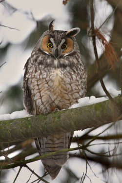 cloudyowl:  Long-eared Owl by Hard-Rain 