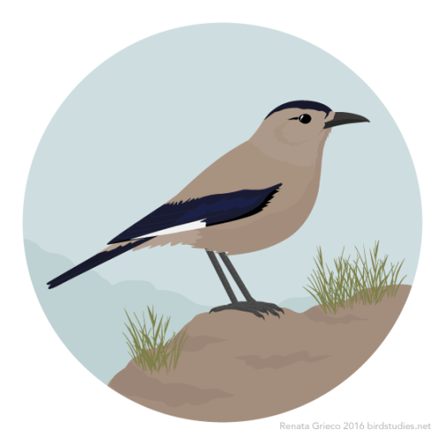 renatagrieco:July 3, 2016 - Henderson’s Ground-jay, Mongolian Ground-jay, Black-tailed Ground-