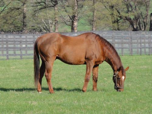 A heartfelt goodbye Forty Niner, a hearty horse from a bygone era of racing. The stallion had just c