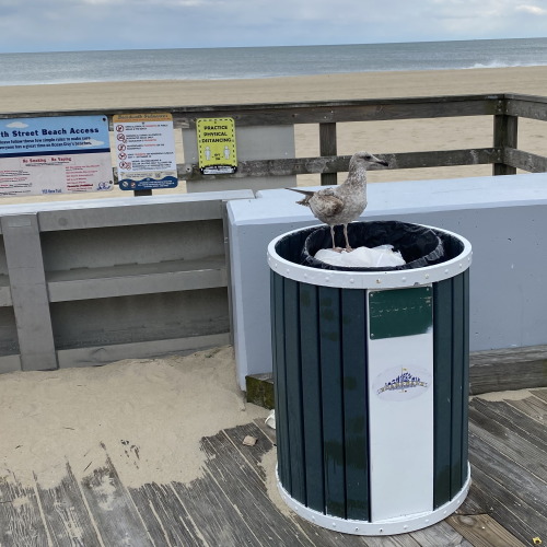 Herring gulls on the boardwalk in Ocean City, Maryland