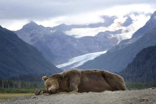 nubbsgalore:napping bear. or, melodramatic thespian bear.  photos by olav thokle in alaska