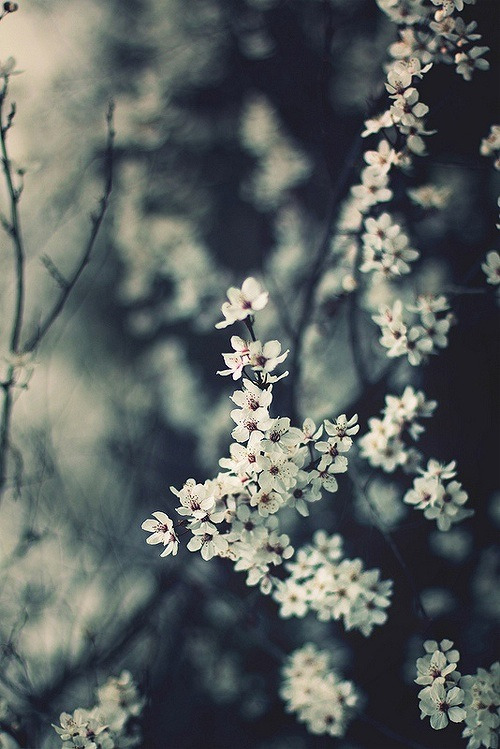 wallflooweerr:  http://wallflooweerr.tumblr.com/