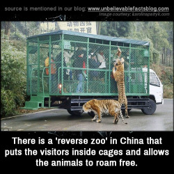 unbelievable-facts:  There is a ‘reverse zoo’ in China that puts the visitors inside cages and allows the animals to roam free to give them less stress to boost a longer lifespan.