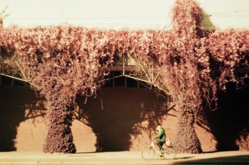 lomochromepurple