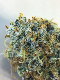 trichomephotography: Atomic Bomb sample bud that’s been drying for a few days .