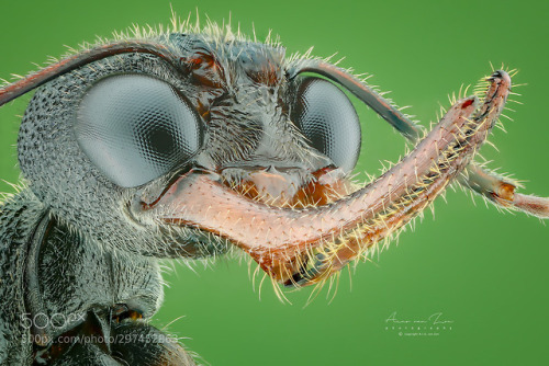 Ants rule&hellip; by avzon