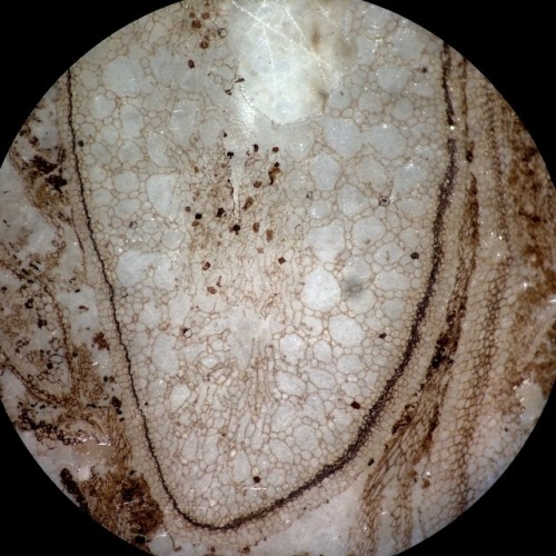 palaeobotany:These 5 rocks have literally been my life these past 12 weeks. They hold so many pretty