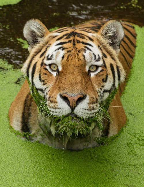 earthandanimals:   Should I let it grow? by Frank Rønsholt    