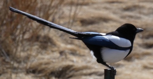 fatedeniedhope:ainawgsd:The black-billed magpie (Pica hudsonia), also known as the American magpie, 