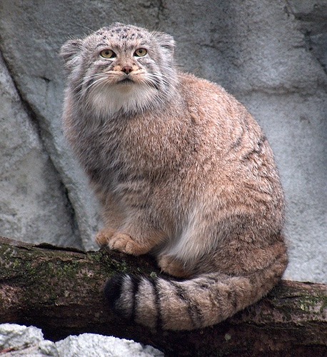 catsuggest:  I’m literally begging you to look at the manul cat at least once because