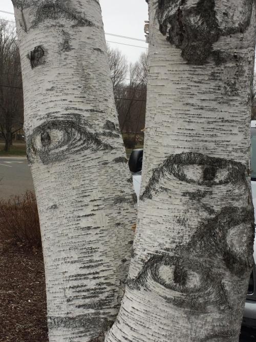 redlipstickresurrected:Quaking Aspens (Populus tremuloides) are known for developing markings that r