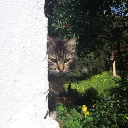 my-cat-trastu:We were playing hide and seek