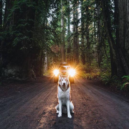 Meet Loki the Wolfdog and his friends.