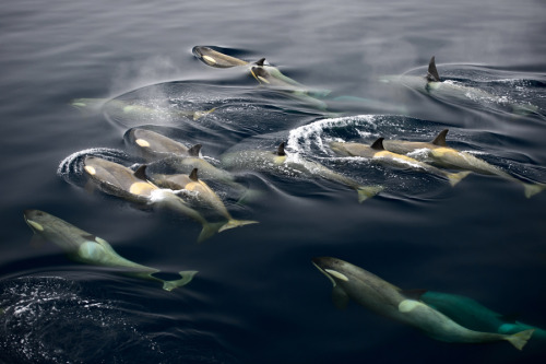 w0lvesofthesea:  Orcas by Maria Teresa Lara 
