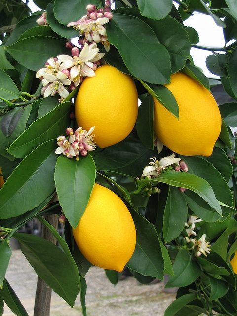 The perfect lemon tree.source