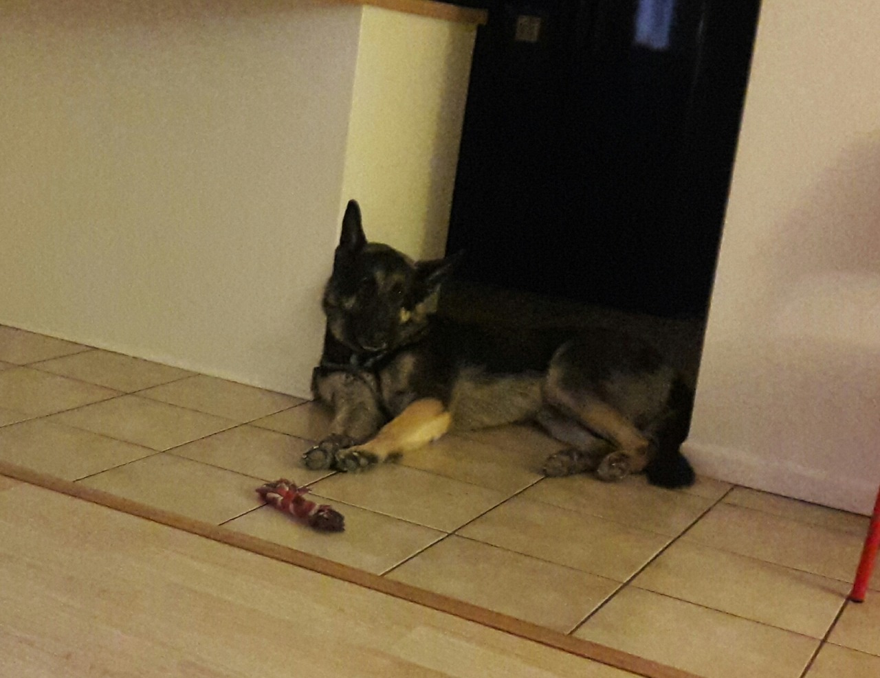 If you want to get into the kitchen, you have to pay the toll (lots of pets, kisses,