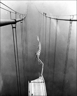 historicaltimes:  The Tacoma Narrows Bridge