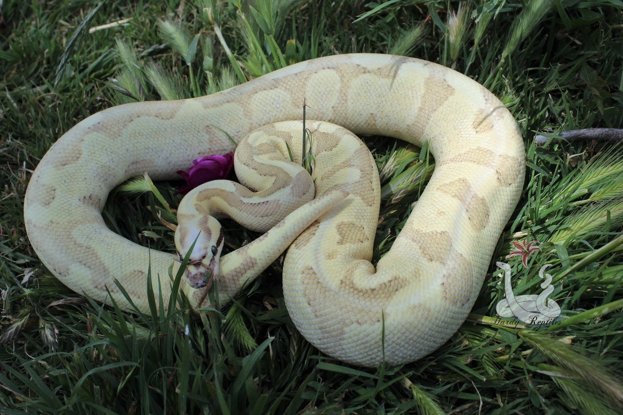 i-m-snek:  Raina shed and is just so beautiful. I will never understand how these