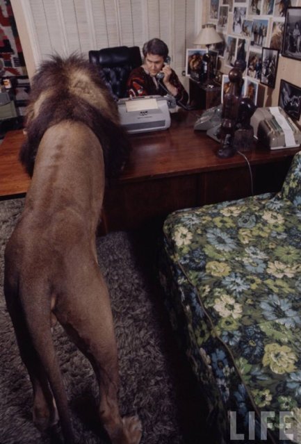  Tippi Hedren and family living with a pride of lions. 