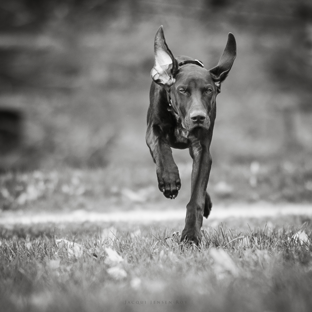 jacquijr-blackandwhite:  Hunter and his goofy ears.  German Shorthaired Pointer,